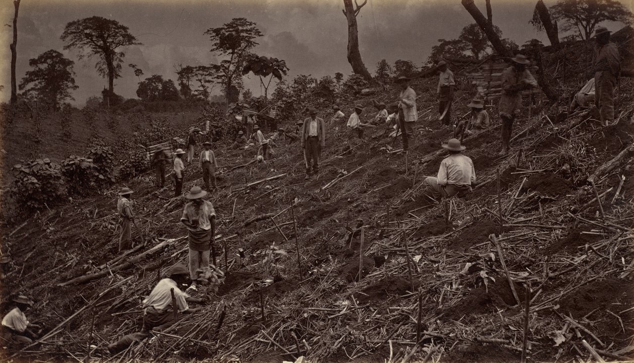 在危地马拉的安提瓜建立咖啡种植园，1875年，1877年出版。 作者 爱德沃德·迈布里奇