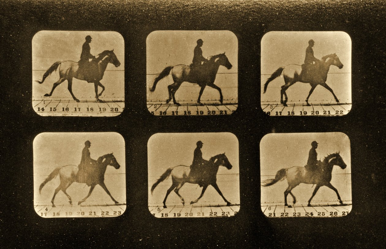 马匹。不规则的“动物运动”系列，c.1881 作者 爱德沃德·迈布里奇