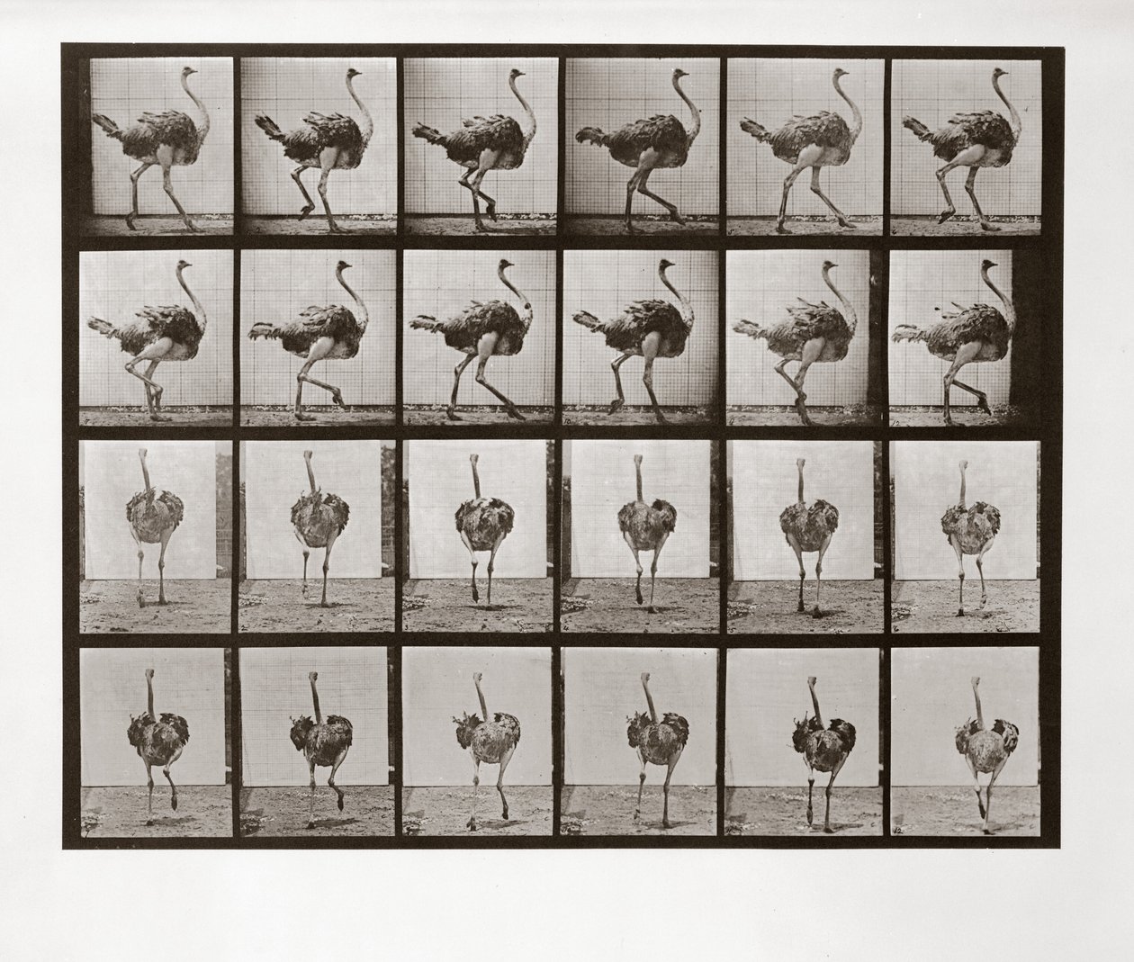Ostrich Running，来自Animal Locomotion的板772，1887年 作者 爱德沃德·迈布里奇