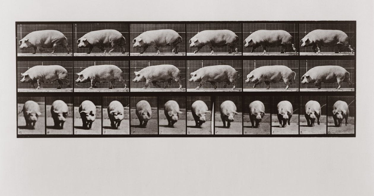 猪走路，板块673从Animal Locomotion，1887年 作者 爱德沃德·迈布里奇