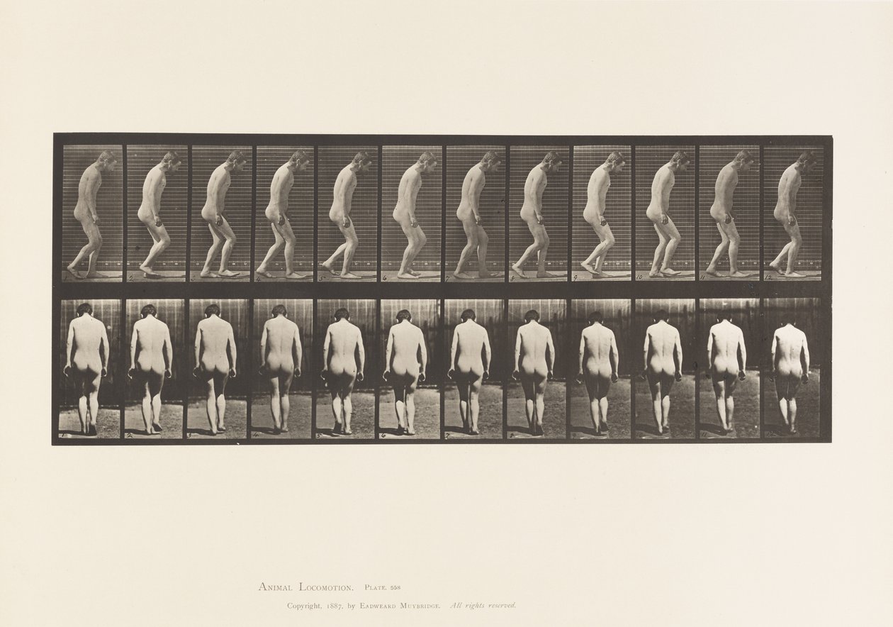 板558.Paraplegia;部分;步行，1885年 作者 爱德沃德·迈布里奇