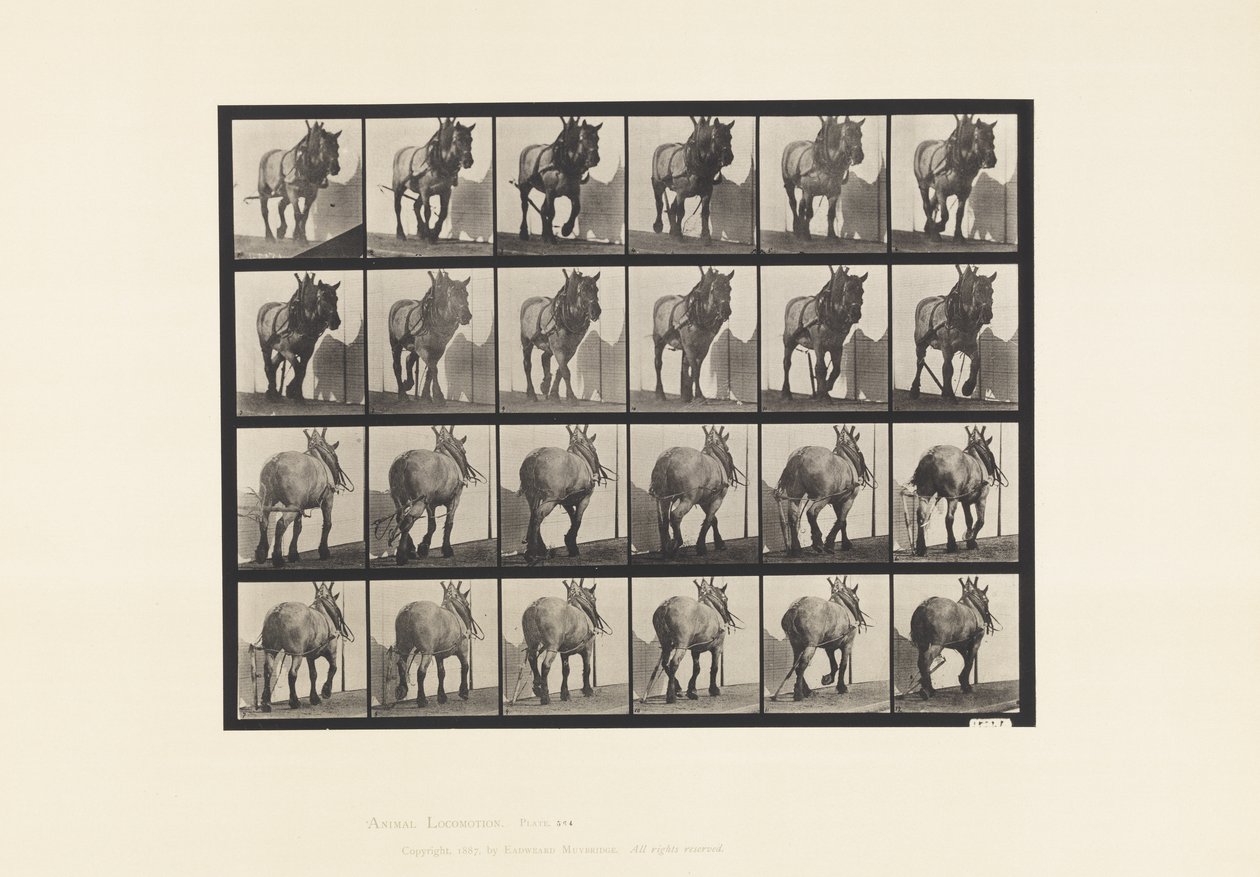 Plate 564.Hauling; Broken Log Chain;Dark-Gray Belgian Horse Dusel 作者 爱德沃德·迈布里奇