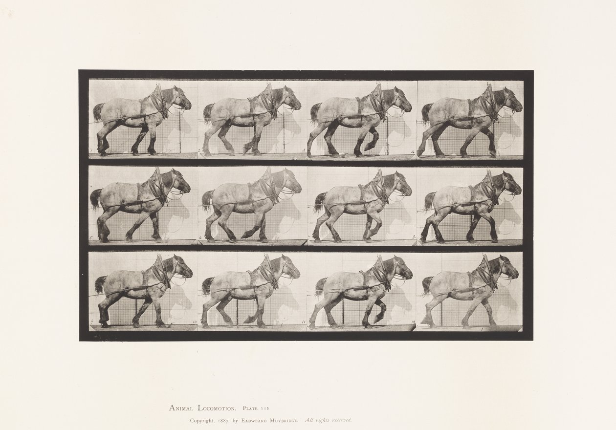 Plate 565.Hauling;Dark-Gray Belgian Horse Dusel 作者 爱德沃德·迈布里奇