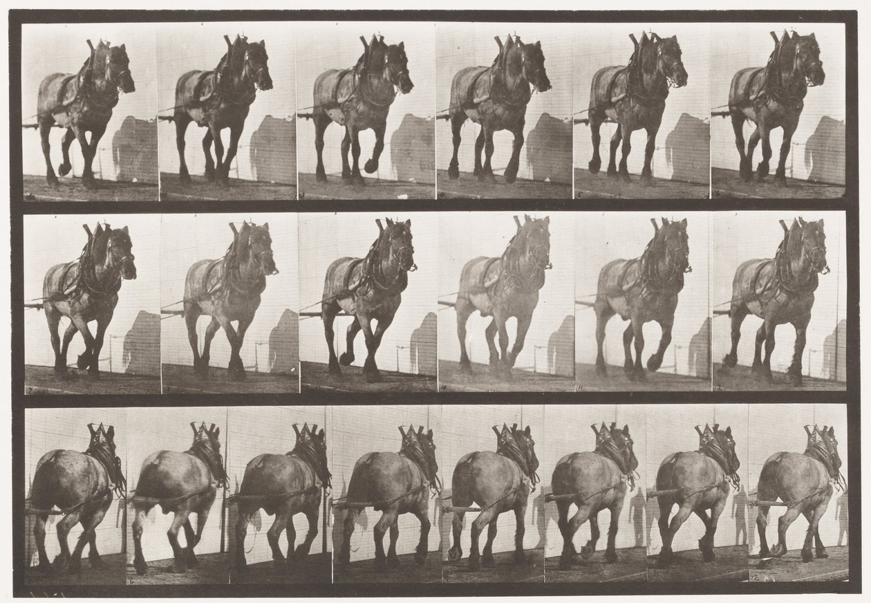 板块566.Hauling;深灰色比利时马杜塞尔，1885年 作者 爱德沃德·迈布里奇