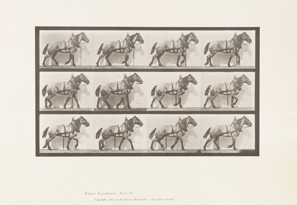 板块567.Hauling;深灰色比利时马比利，1885年 作者 爱德沃德·迈布里奇