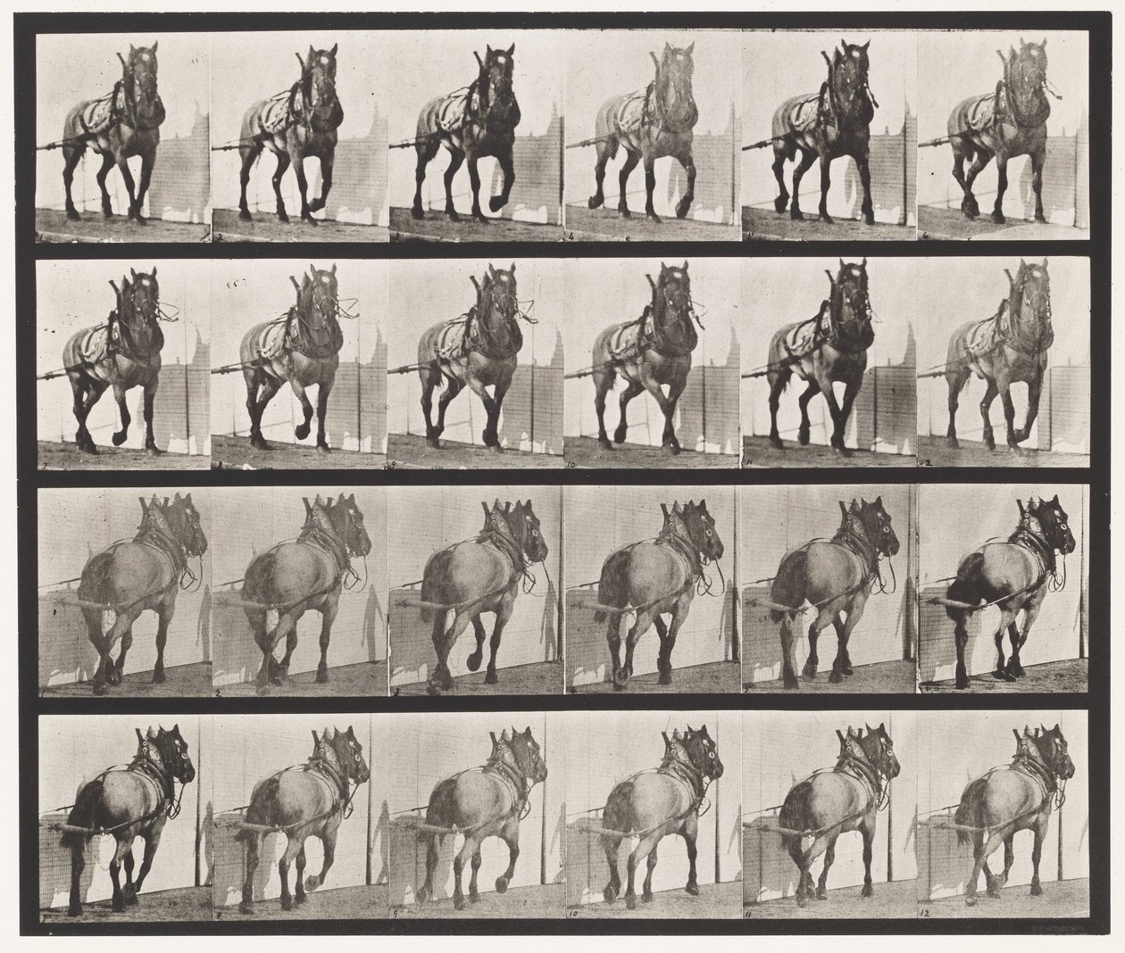 Plate 568. Hauling;Dark-Gray Belgian Horse Billy 作者 爱德沃德·迈布里奇