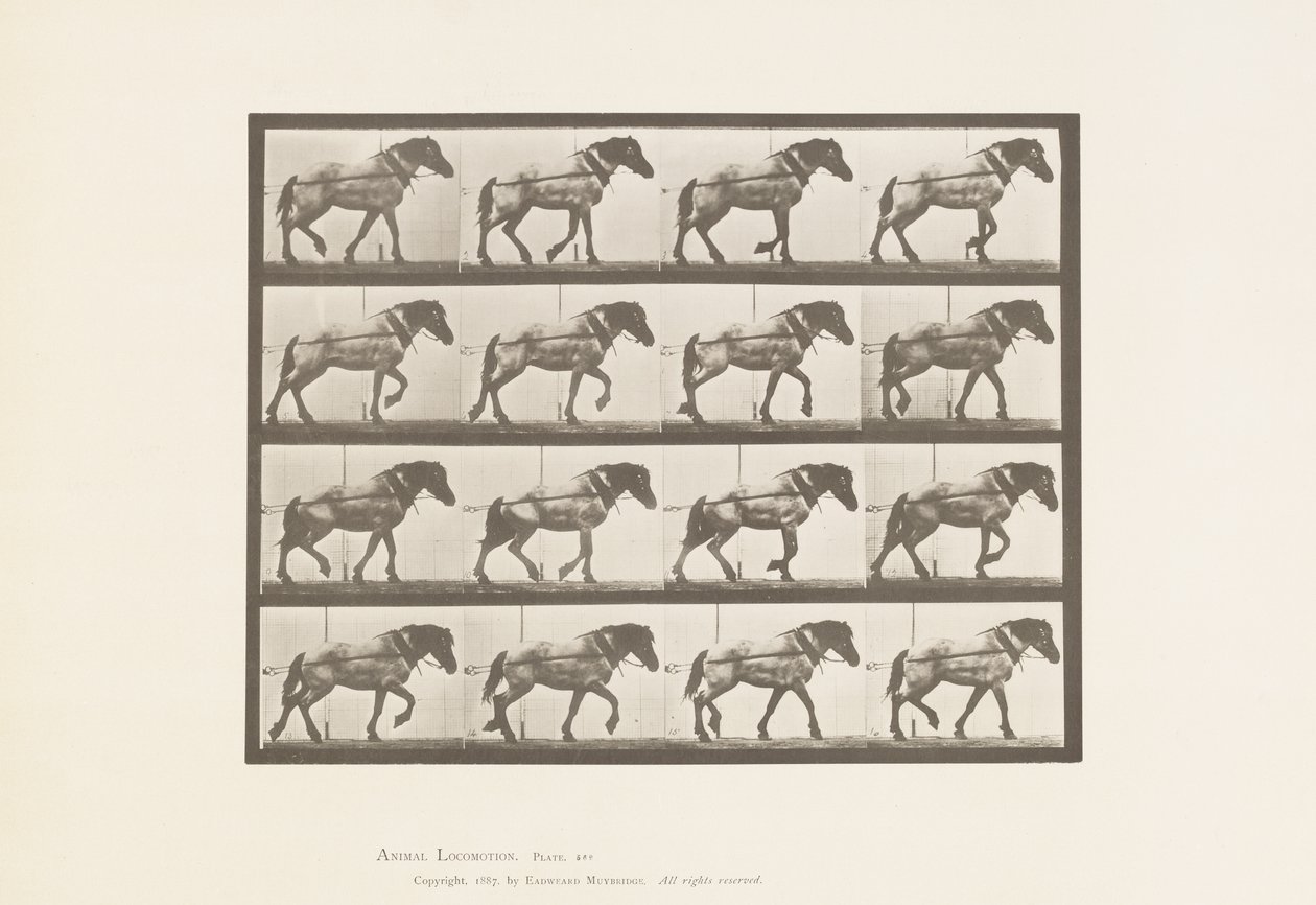 板块569.Hauling;深灰色比利时马汉塞尔，1885年 作者 爱德沃德·迈布里奇