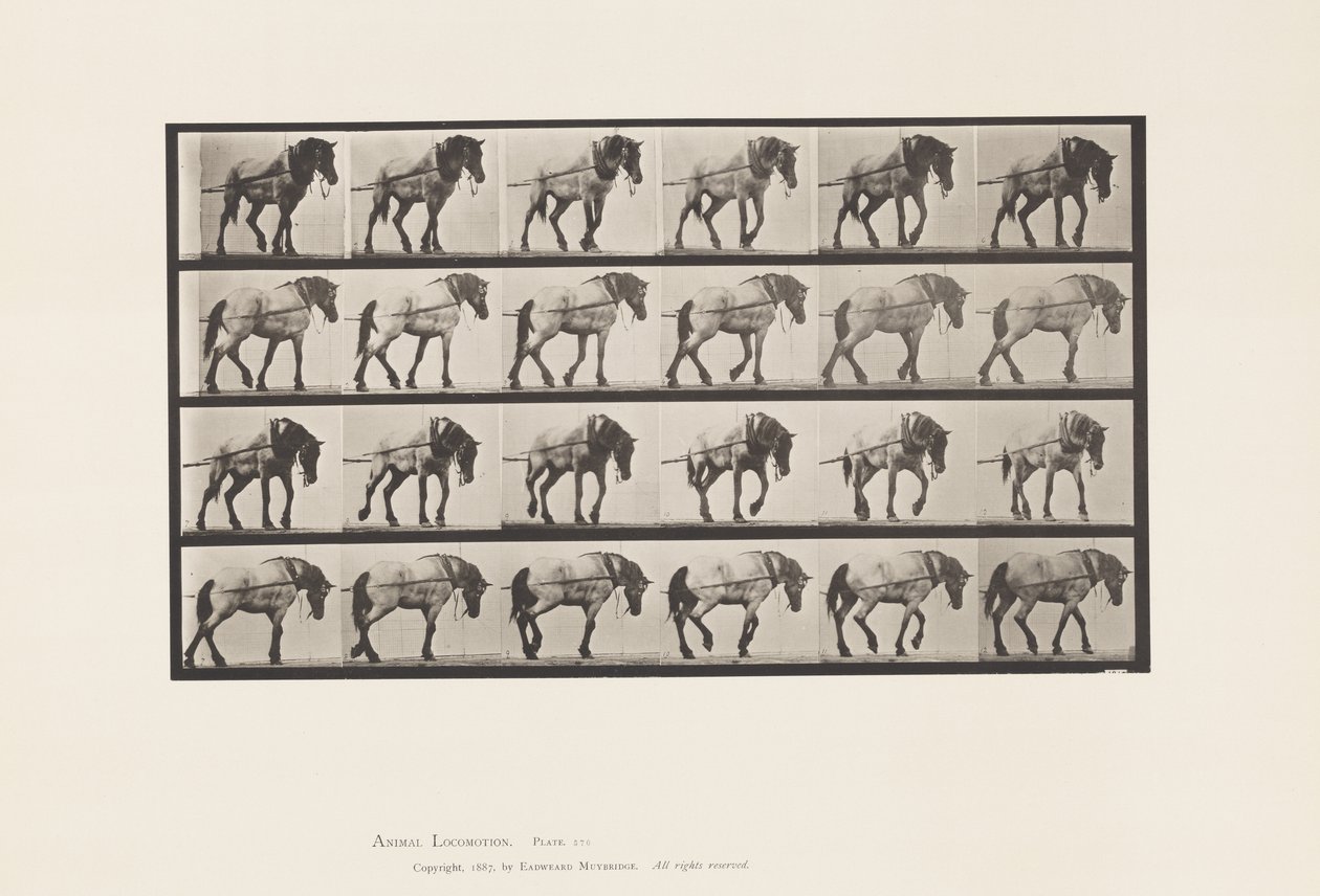 板块570.Hauling;深灰色比利时马汉塞尔，1885年 作者 爱德沃德·迈布里奇