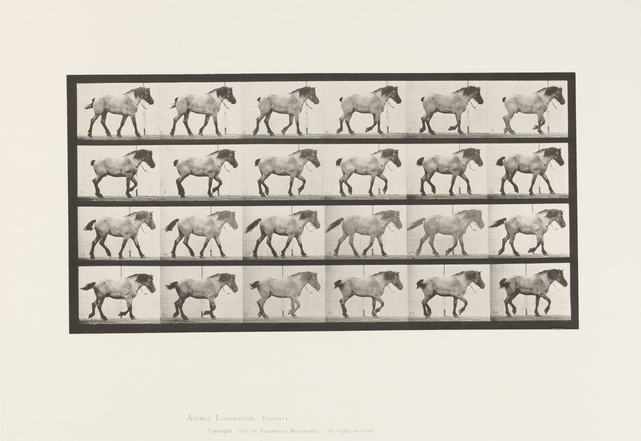 板块574.Walking;自由;深灰色比利时马汉塞尔，1885年 作者 爱德沃德·迈布里奇
