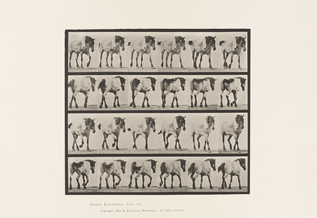 板575.Walking;自由;深灰色比利时马汉塞尔，1885年 作者 爱德沃德·迈布里奇