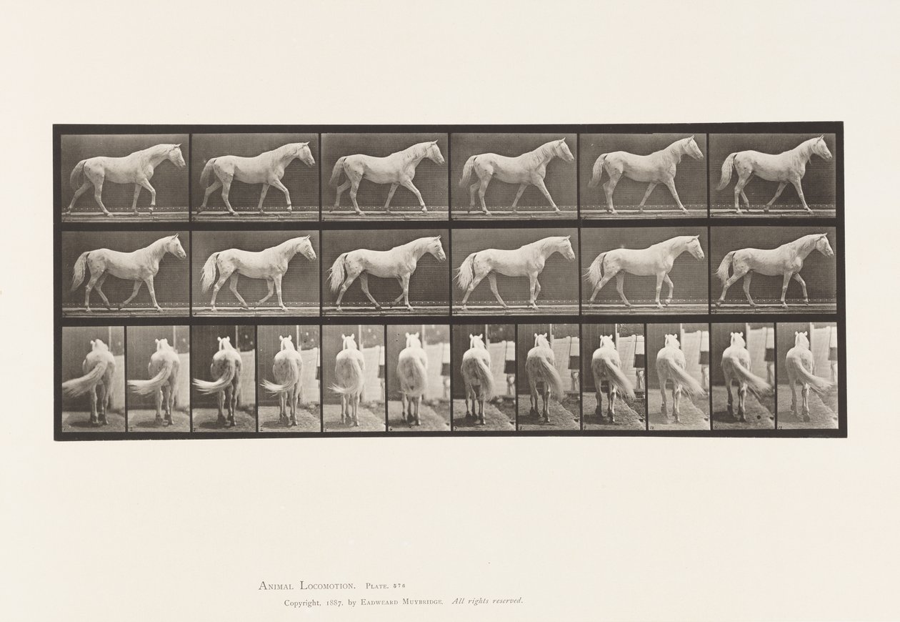 Plate 576. Walking; Free; Light-Gray Horse Eagle 作者 爱德沃德·迈布里奇
