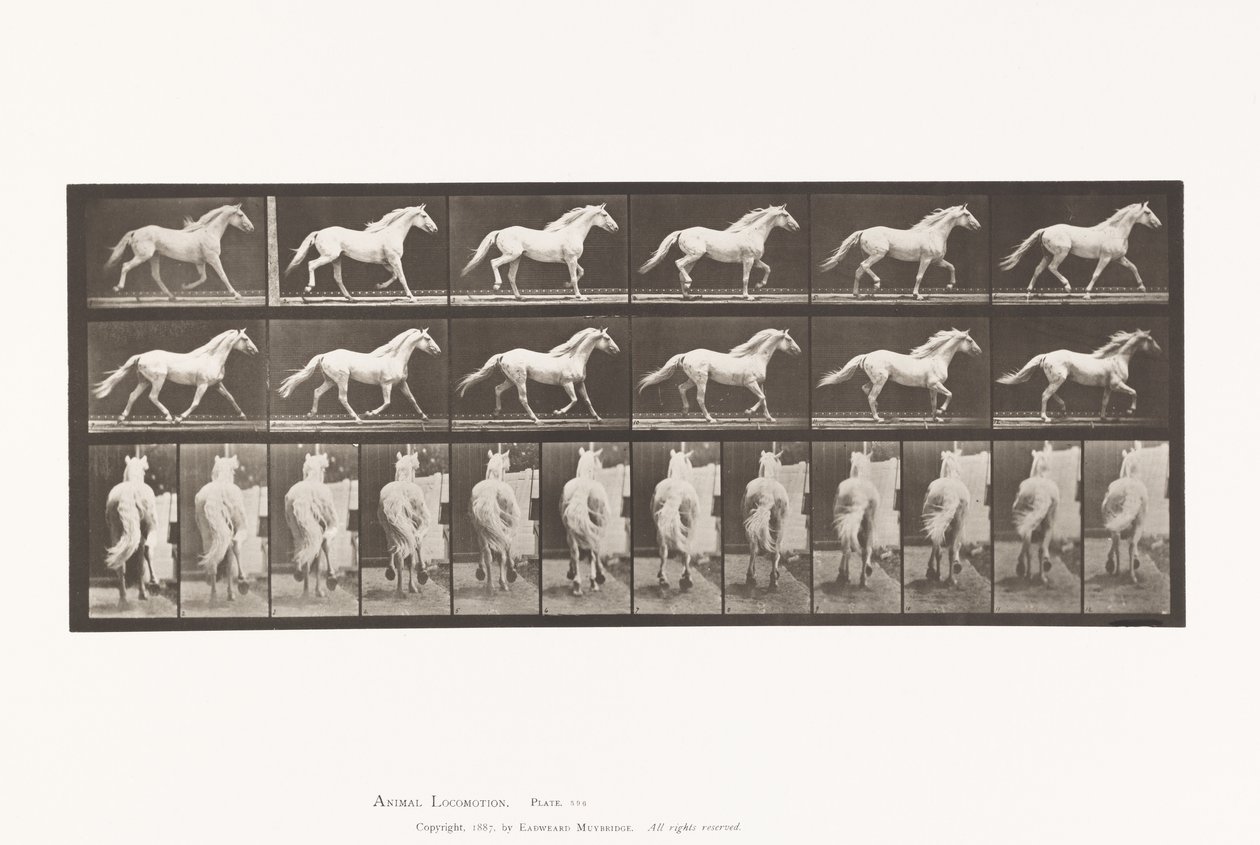 Plate 596. Trotting; Free; Light-Gray Horse Eagle 作者 爱德沃德·迈布里奇