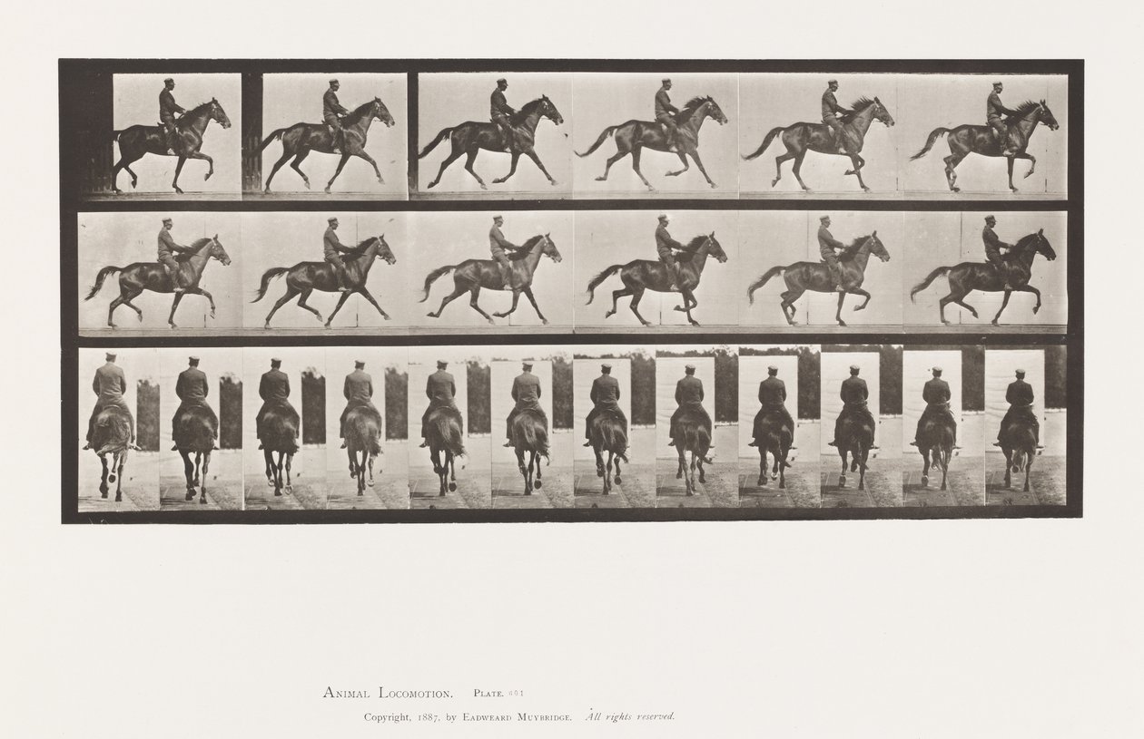 Plate 601. Trotting; Saddle; Brown Mare Beauty 作者 爱德沃德·迈布里奇