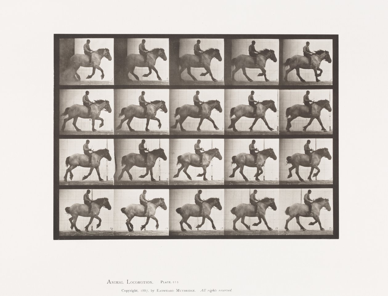 Plate 615. Canter: Bareback; Dark-Gray Belgian Horse Hansel 作者 爱德沃德·迈布里奇