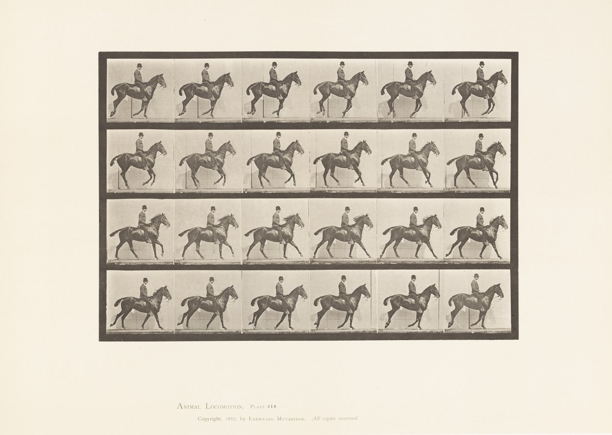 Plate 616. Canter; Saddle; Bay Horse Daisy 作者 爱德沃德·迈布里奇