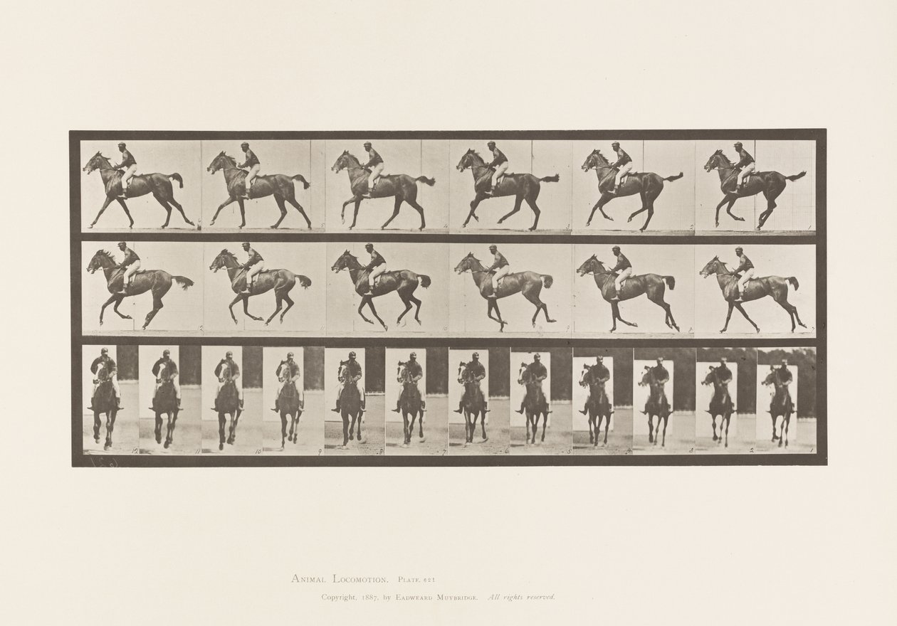 Plate 621. Canter; Saddle; Thoroughbred Bay Mare Annie 6 作者 爱德沃德·迈布里奇