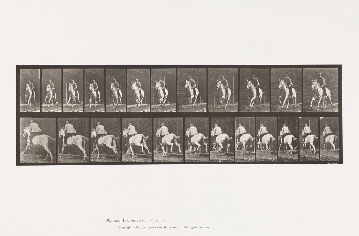 Plate 630. Gallop; Saddle; Gray Mare Pandora 作者 爱德沃德·迈布里奇