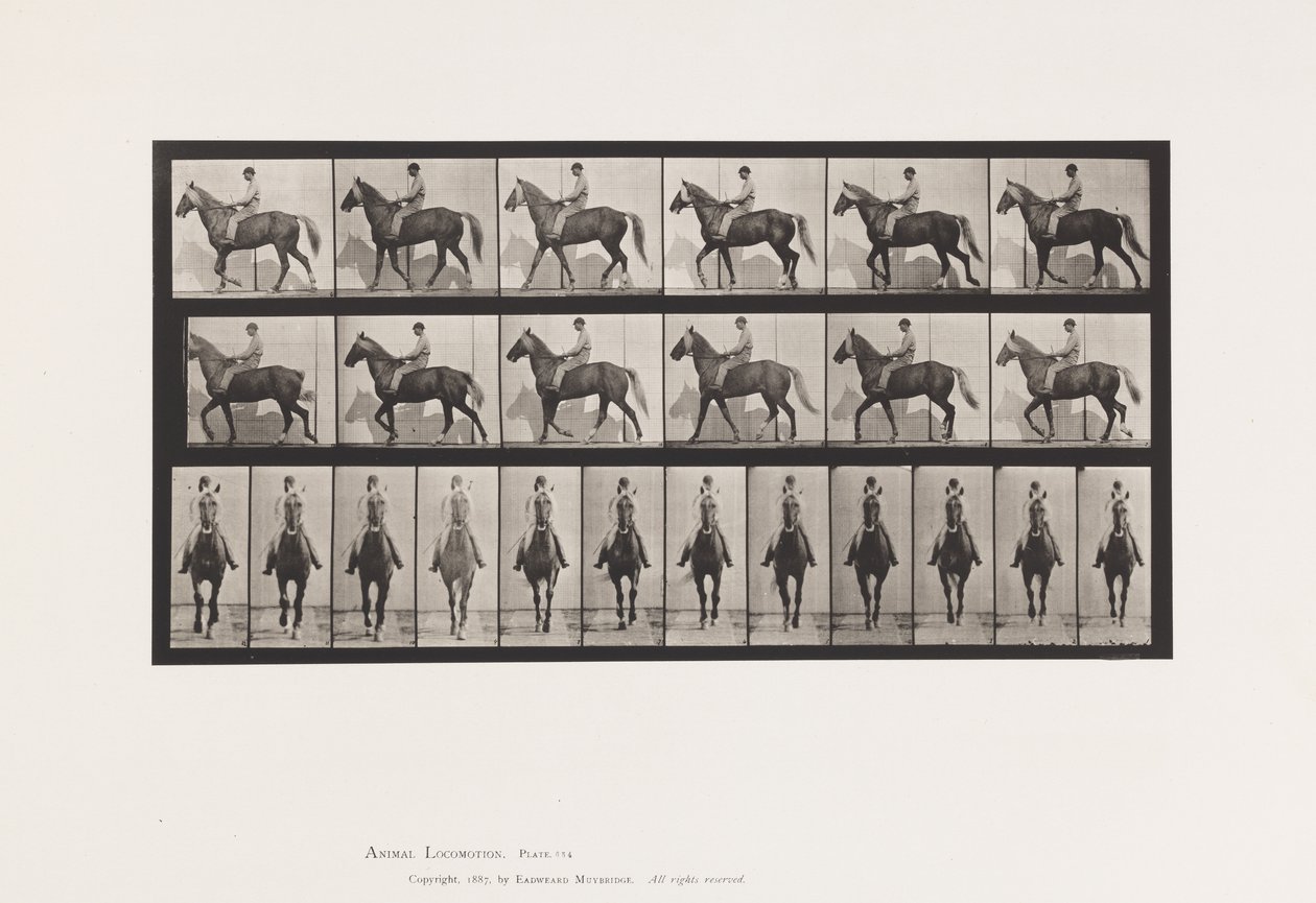 Plate 654. Walking; Saddle; Lame, Right Front Foot;Horse-Buckskin 作者 爱德沃德·迈布里奇
