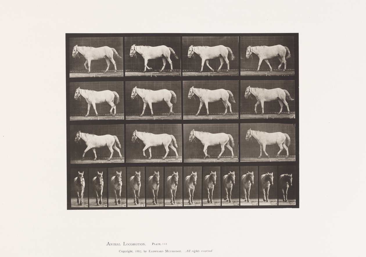 Plate 656. Walking; Free; Ossification of Cartilage 作者 爱德沃德·迈布里奇