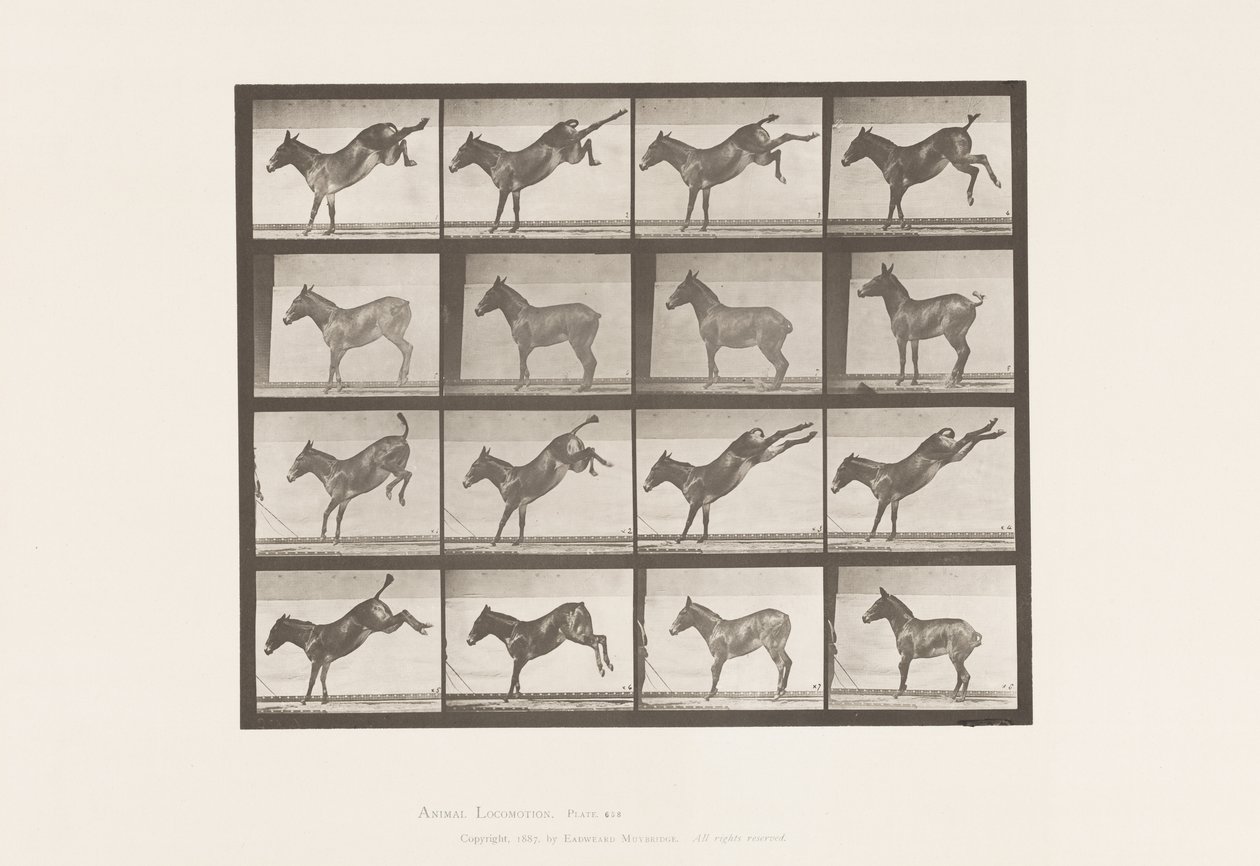 Plate 658. Mule; A, kicking; B, kicking Ruth 作者 爱德沃德·迈布里奇