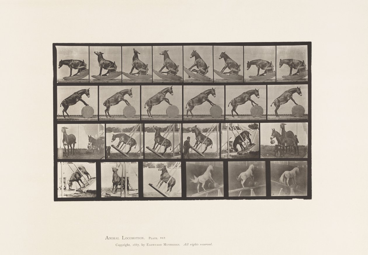 Plate 660. Mule; Miscellaneous Performances Denver 作者 爱德沃德·迈布里奇