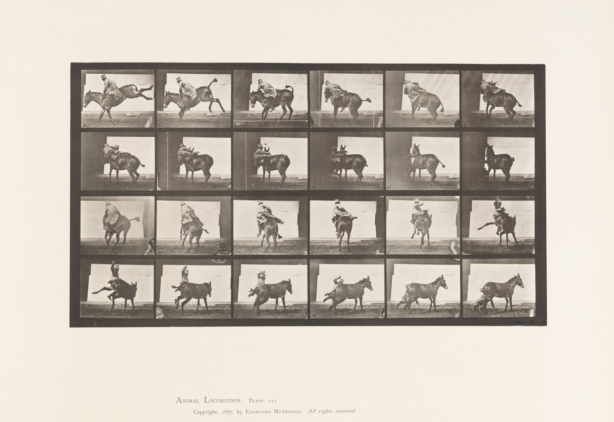 Plate 661. Mule; A, B, A Refractory Animal Ruth 作者 爱德沃德·迈布里奇