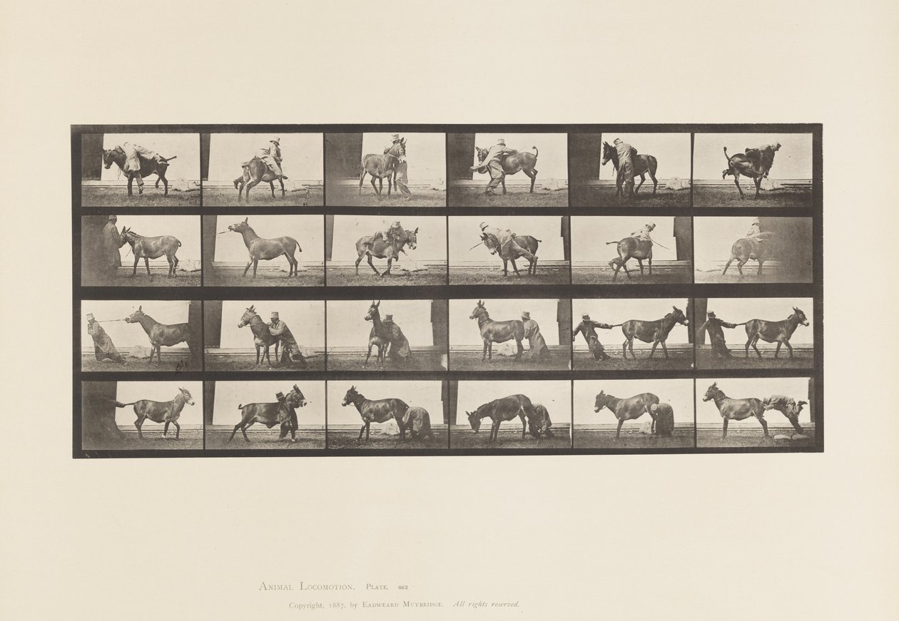 Plate 662. Mule; A, B, A Refractory Animal Denver 作者 爱德沃德·迈布里奇