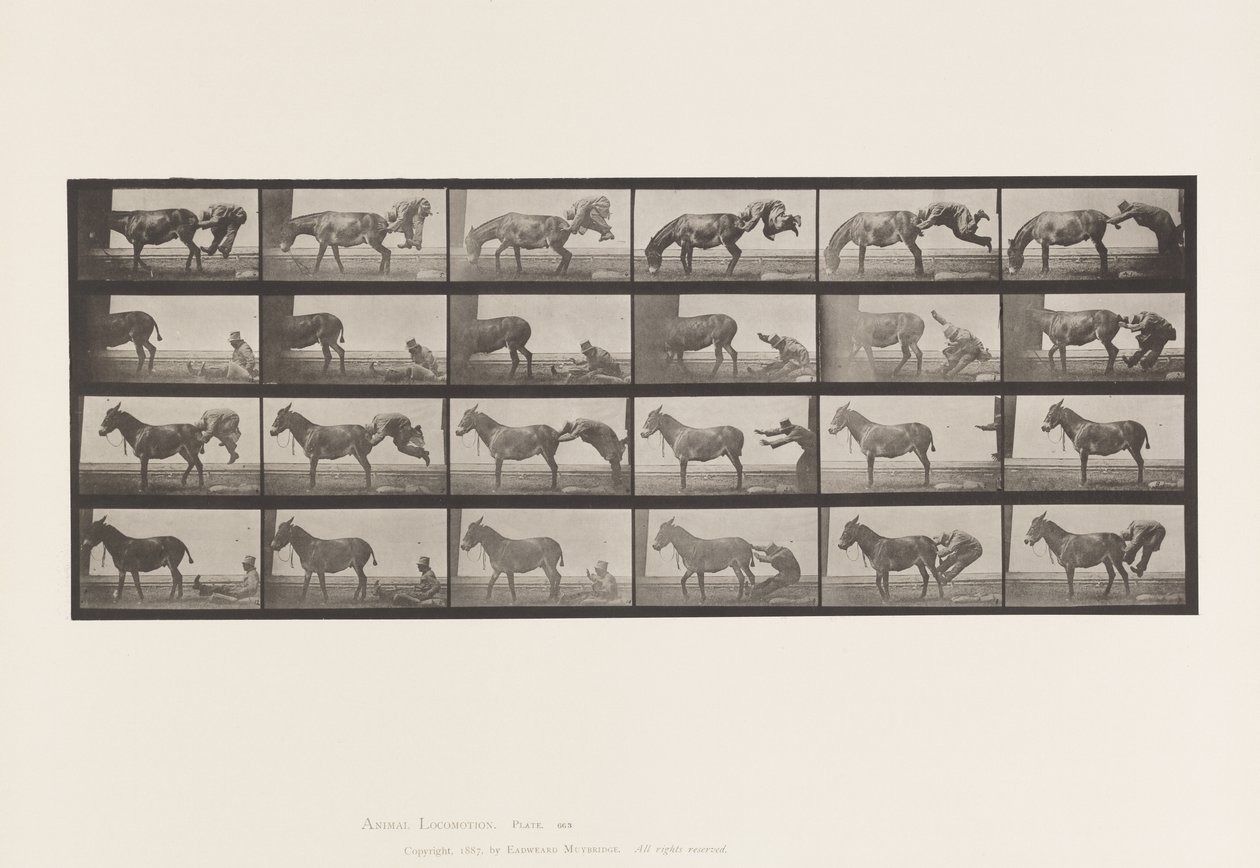 Plate 663. Mule; A, B, A Refractory Animal Denver 作者 爱德沃德·迈布里奇