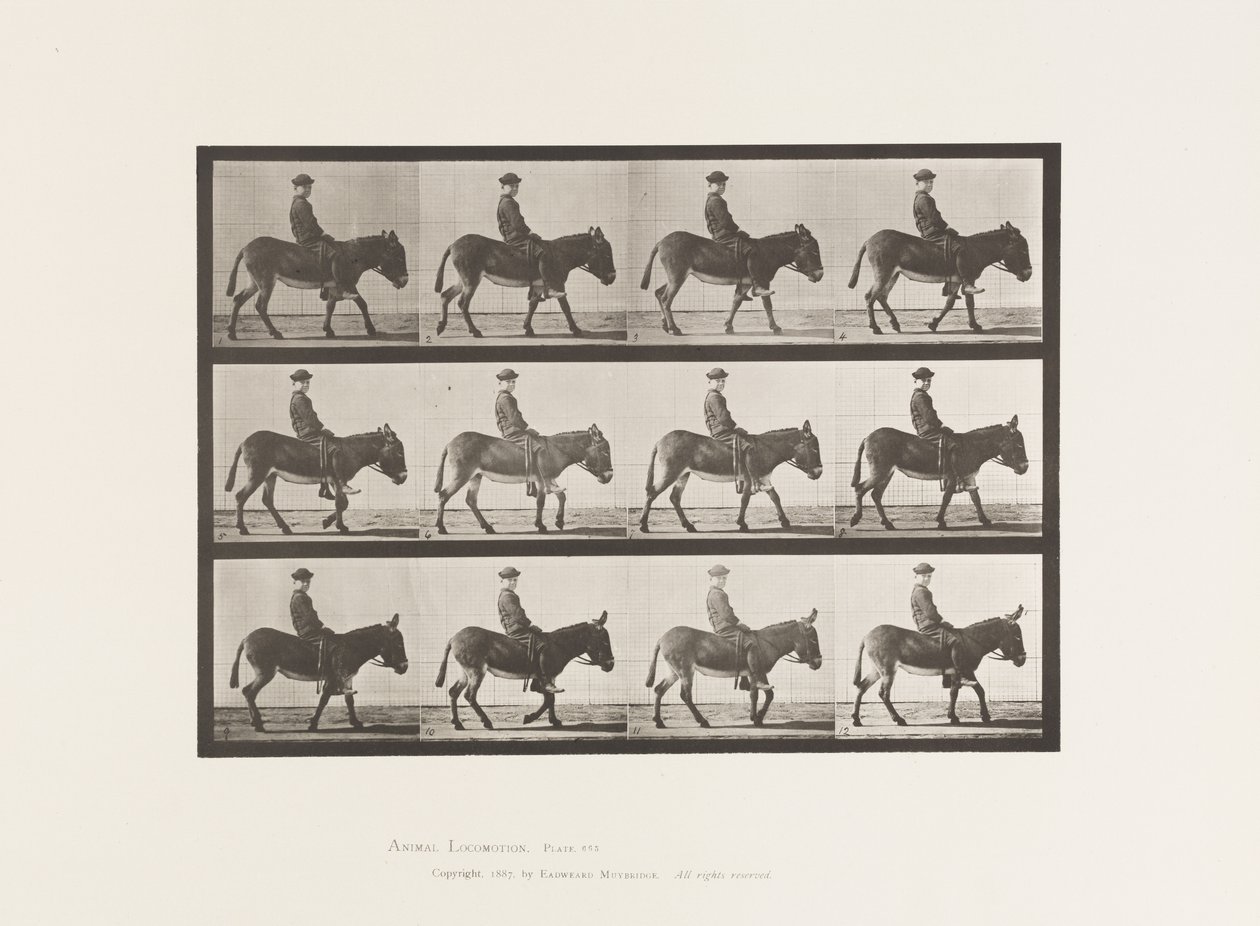 Plate 665. Ass; Walking; Bareback; a Boy Riding, Jennie 作者 爱德沃德·迈布里奇