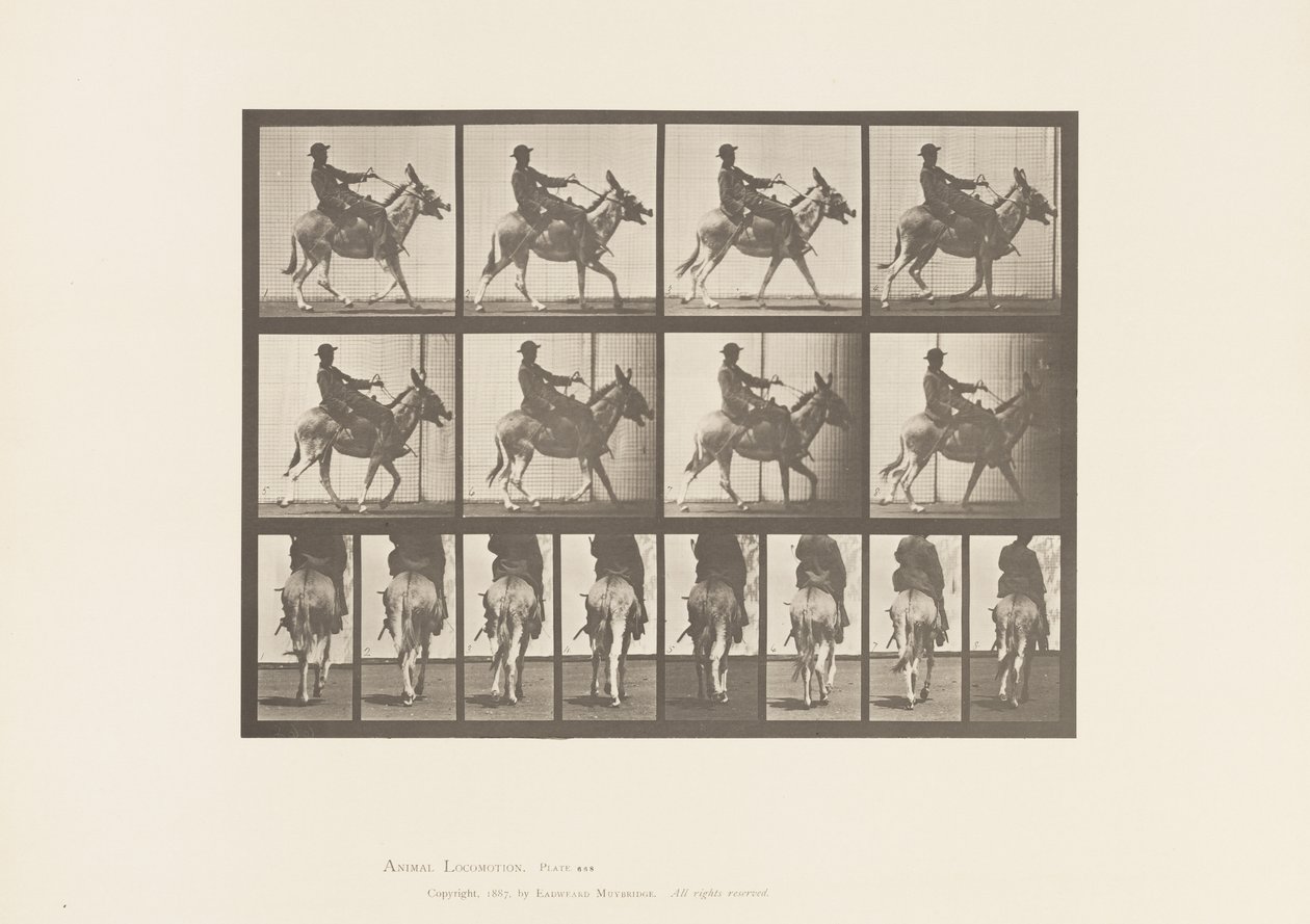 Plate 668. Ass; Ambling; Saddle; A Boy Riding, Zoo 作者 爱德沃德·迈布里奇
