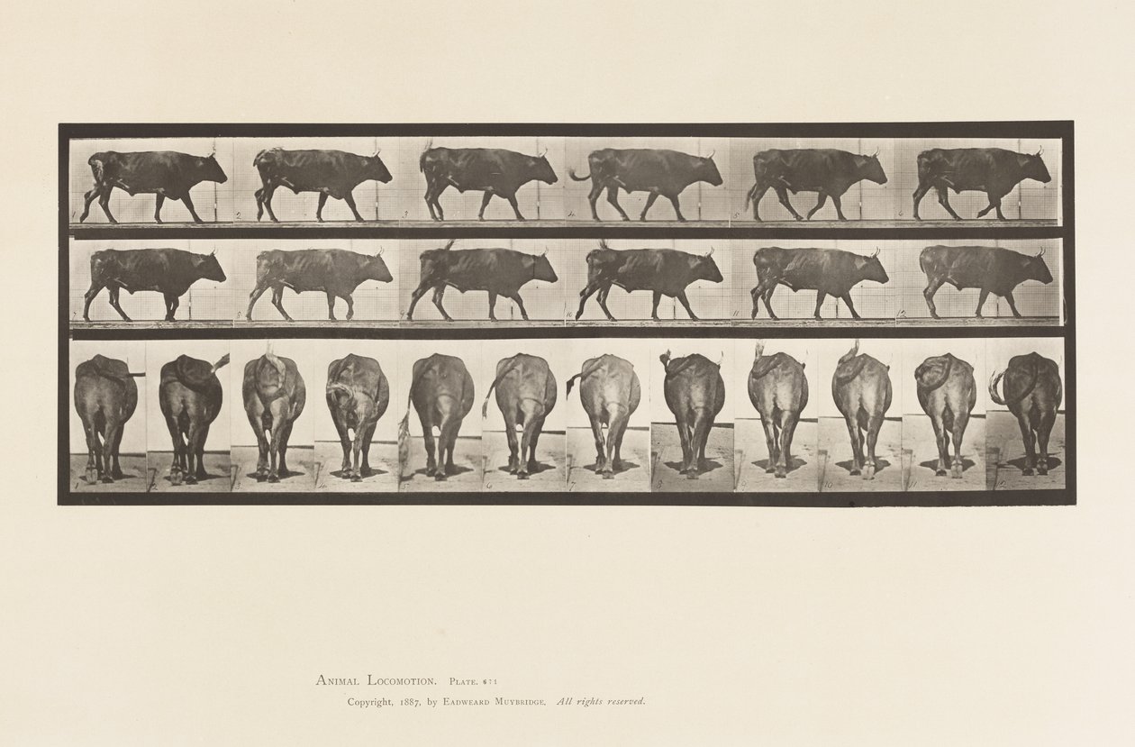 Plate 671. Ox; Walking 作者 爱德沃德·迈布里奇