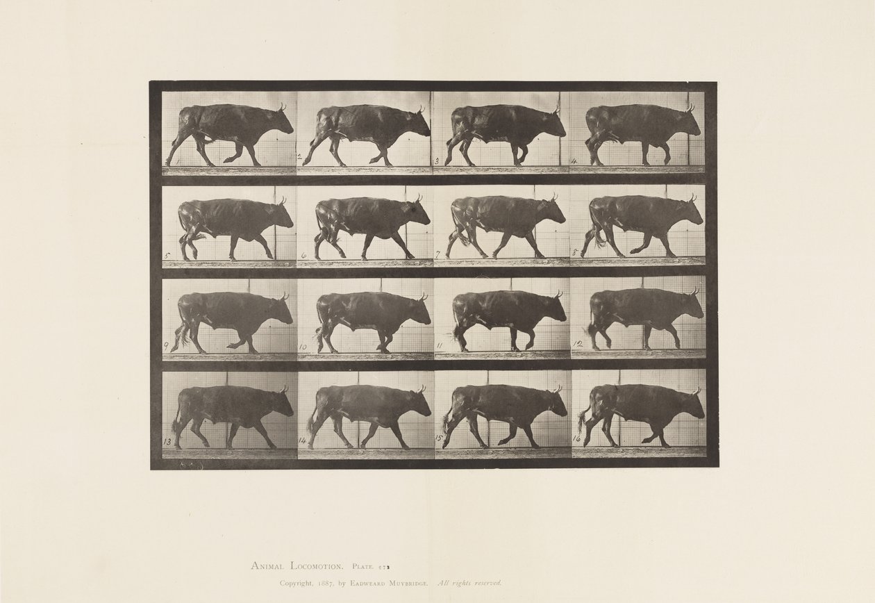 Plate 672. Ox; Trotting 作者 爱德沃德·迈布里奇