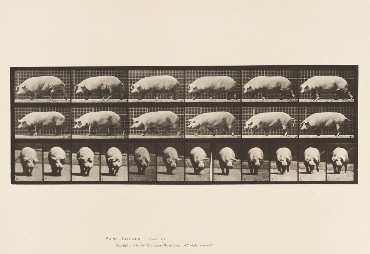 Plate 673. Sow; Walking 作者 爱德沃德·迈布里奇