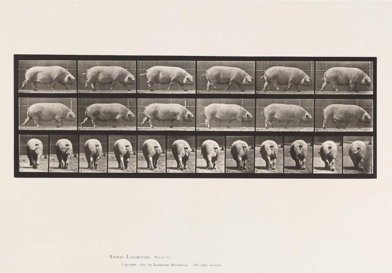Plate 674. Sow; Walking 作者 爱德沃德·迈布里奇