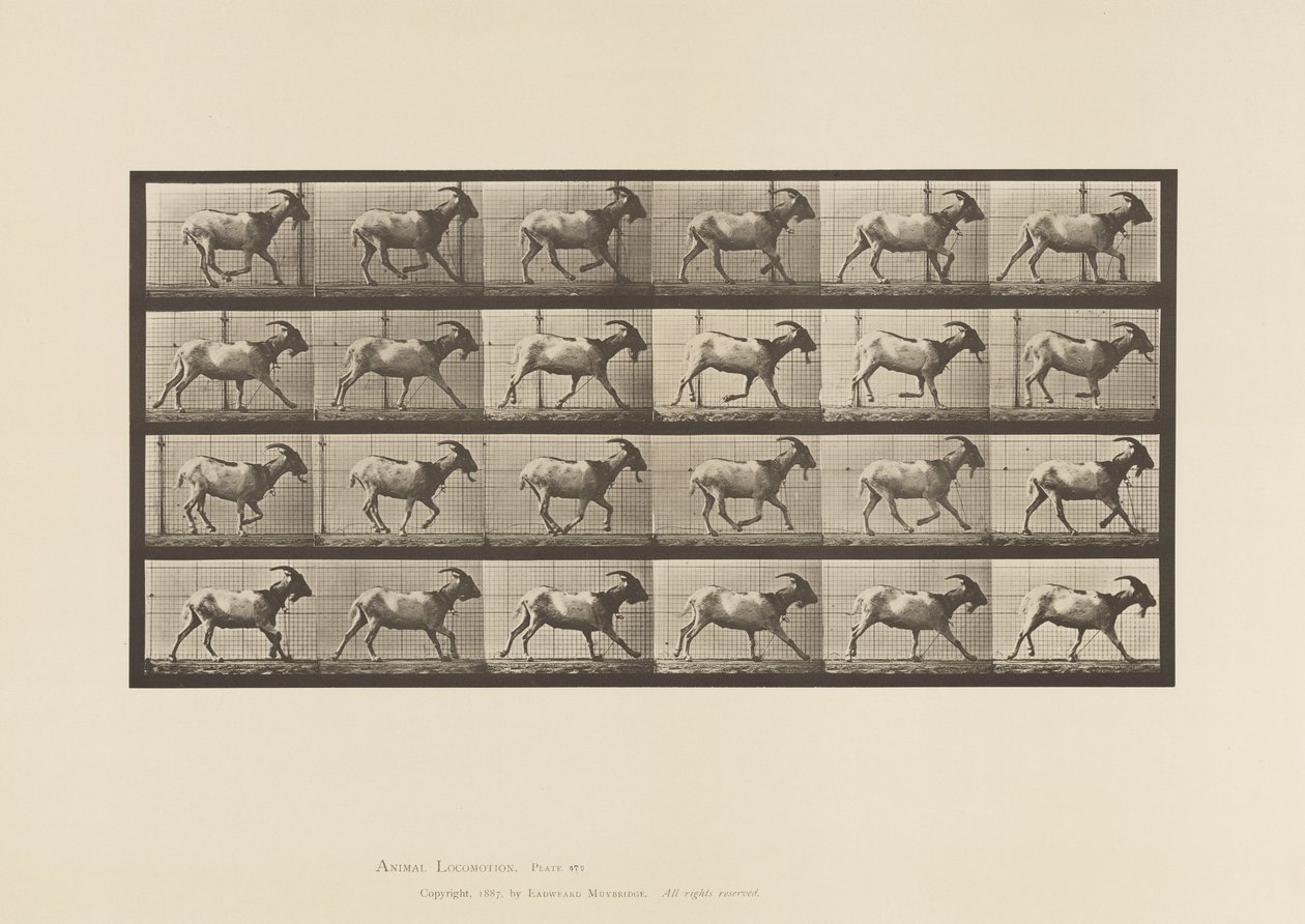 Plate 679. Goat; Galloping 作者 爱德沃德·迈布里奇