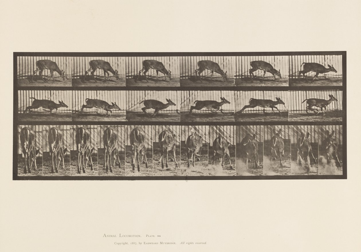 Plate 681. Virginia Deer; (No Antlers) Buck Walking 作者 爱德沃德·迈布里奇