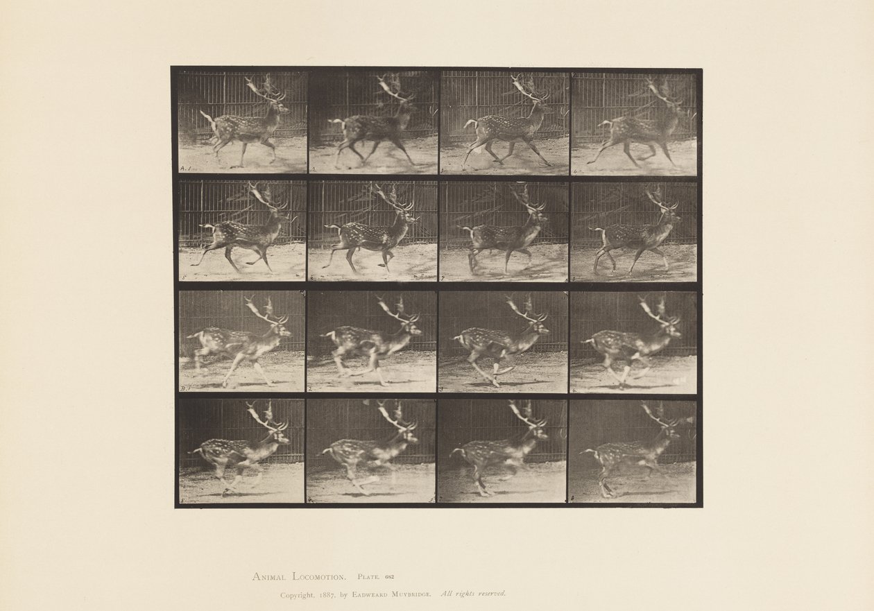 Plate 682. Fallow; Buck; A, Trotting; B, Galloping 作者 爱德沃德·迈布里奇