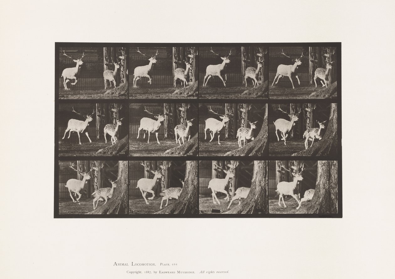 Plate 686. Fallow Deer; Buck and Doe; Galloping 作者 爱德沃德·迈布里奇