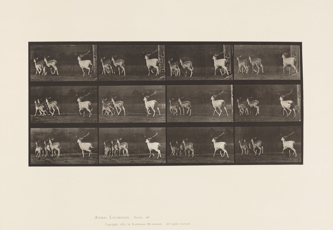 Plate 687. Fallow Deer; Buck and Group of Does; Galloping 作者 爱德沃德·迈布里奇