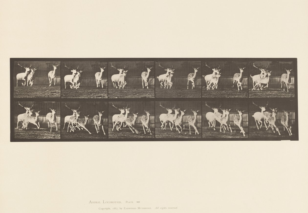 Plate 688. Fallow Deer; Buck and Group of Does; Galloping 作者 爱德沃德·迈布里奇