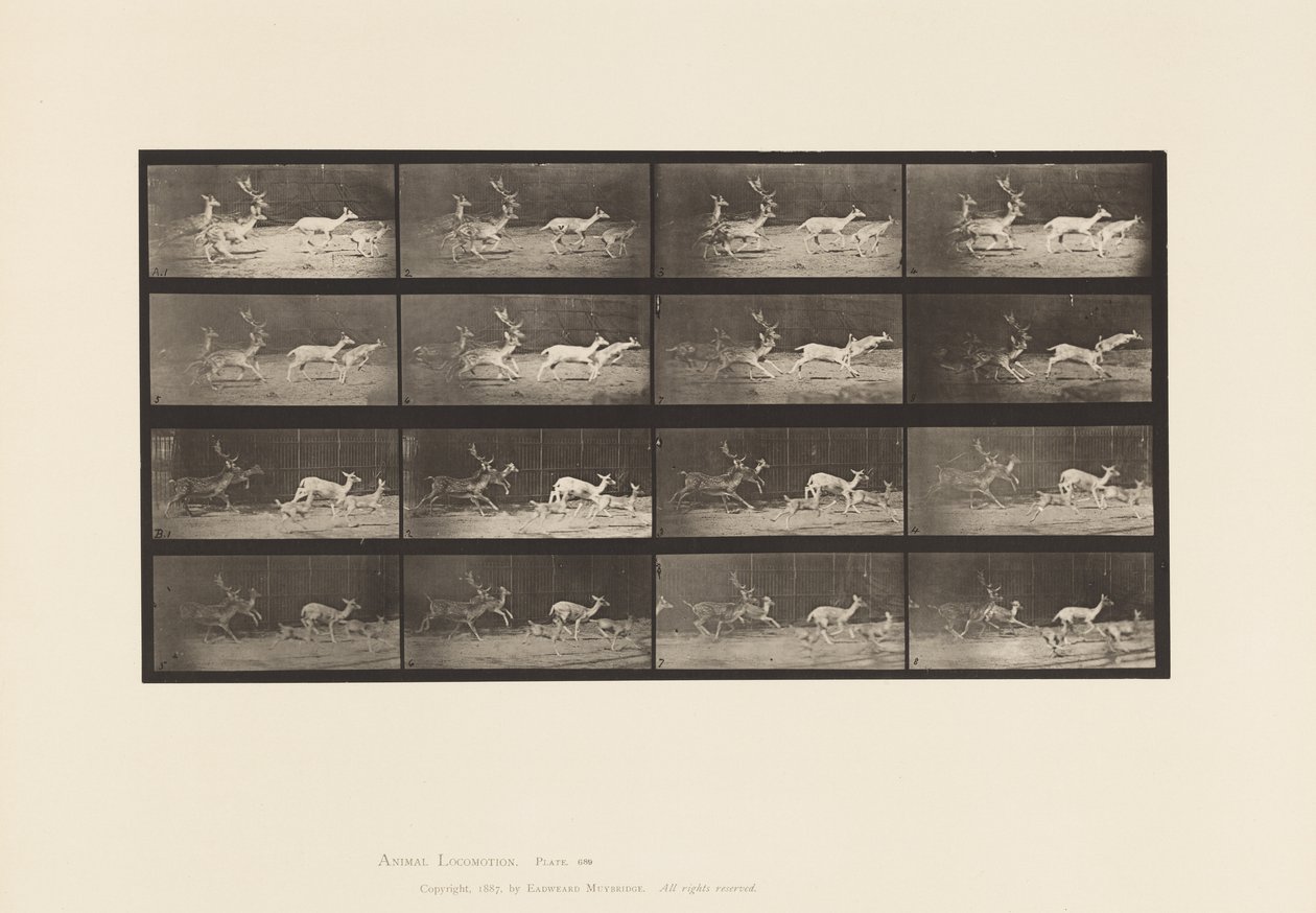 Plate 689. Fallow Deer; A, B, Buck and Group of Does; Galloping 作者 爱德沃德·迈布里奇