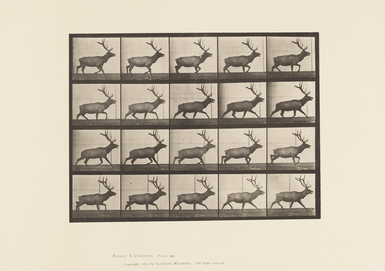 Plate 692. Elk, Trotting 作者 爱德沃德·迈布里奇