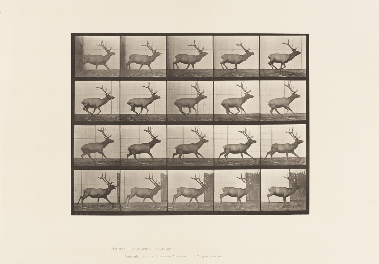 Plate 693. Elk, Galloping 作者 爱德沃德·迈布里奇