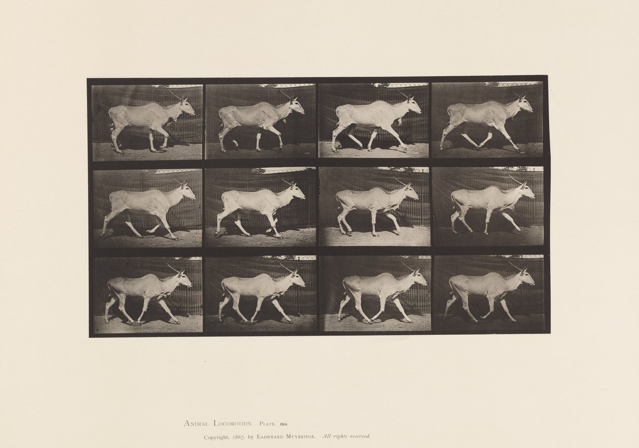 Plate 696. Eland, Trotting 作者 爱德沃德·迈布里奇