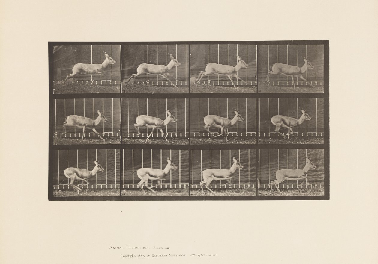 Plate 698. Antelope; Galloping 作者 爱德沃德·迈布里奇