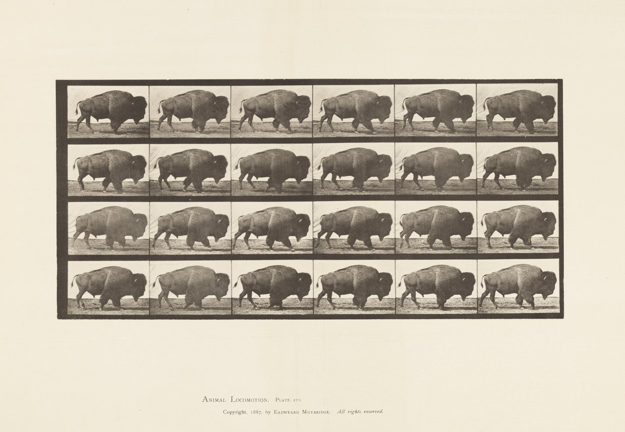 Plate 699. Buffalo; Walking 作者 爱德沃德·迈布里奇