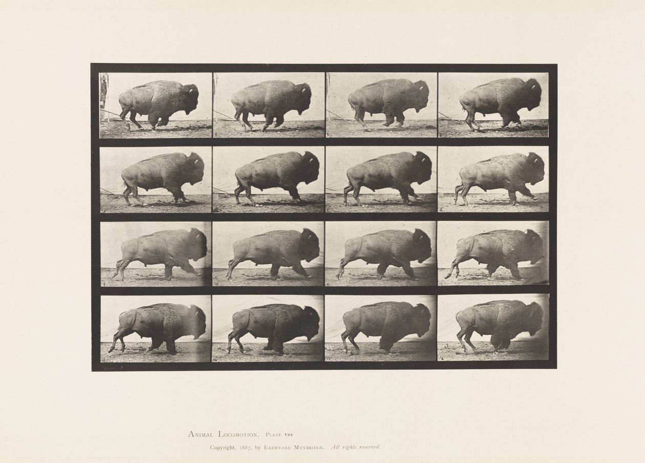 Plate 700. Buffalo; Galloping 作者 爱德沃德·迈布里奇