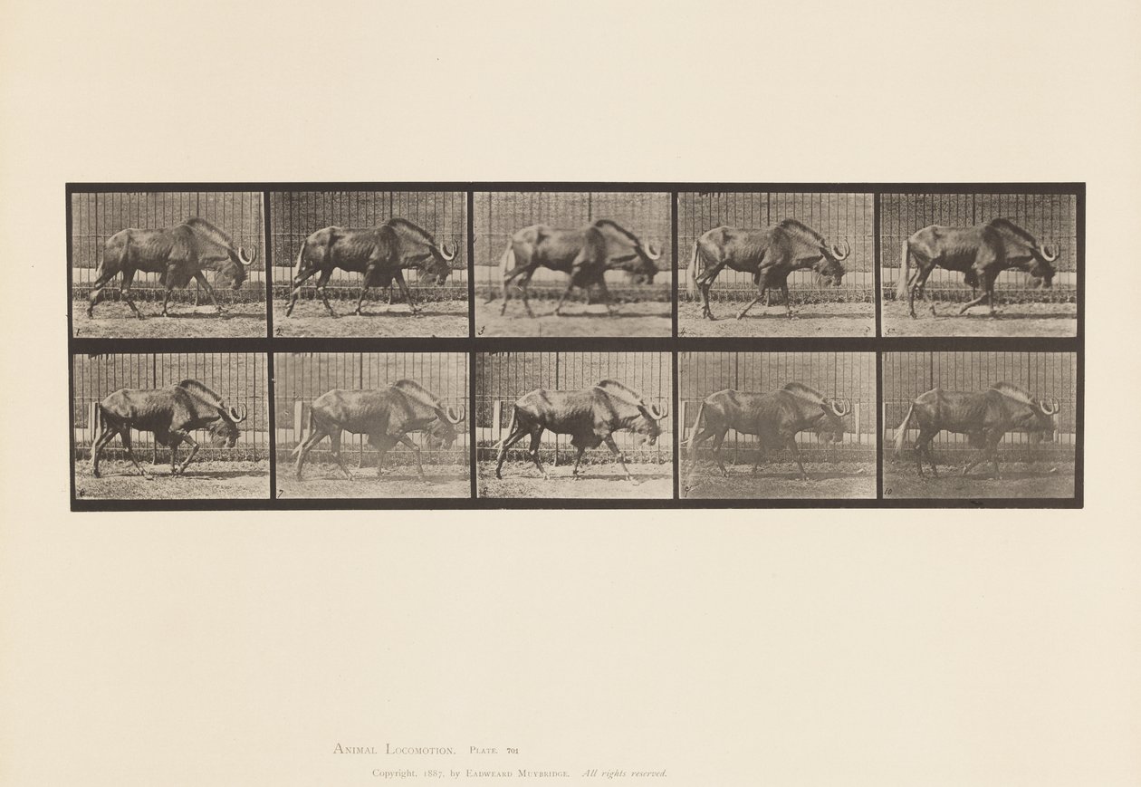 Plate 701. Gnu; Walking 作者 爱德沃德·迈布里奇