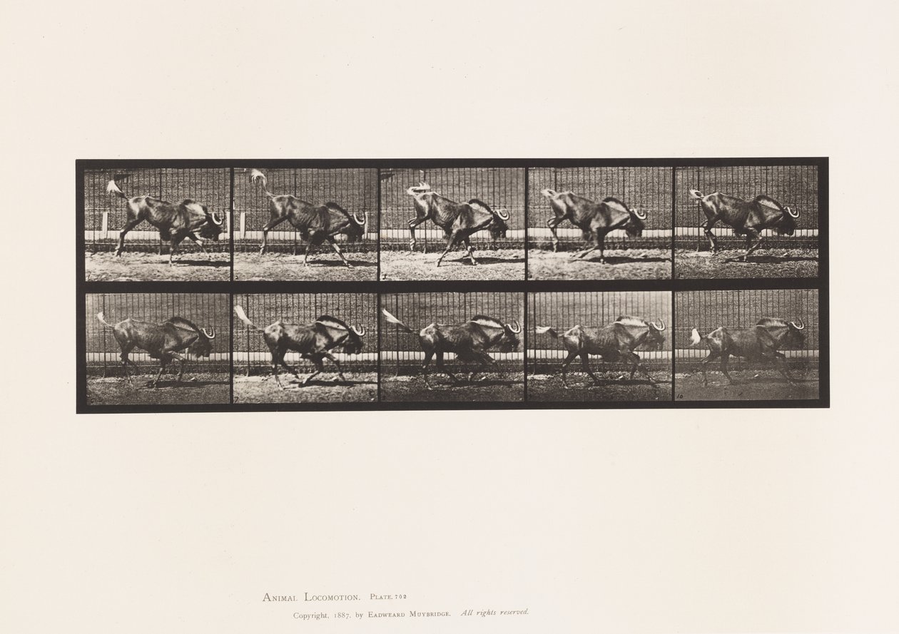 Plate 702. Gnu; Bucking and Galloping 作者 爱德沃德·迈布里奇
