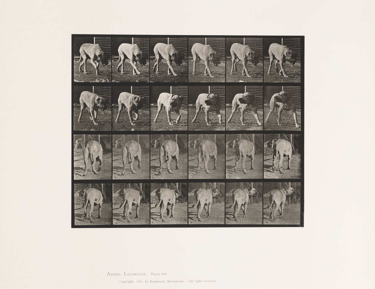 Plate 703. Dog; Walking; Interrupted Mastiff-Dread 作者 爱德沃德·迈布里奇